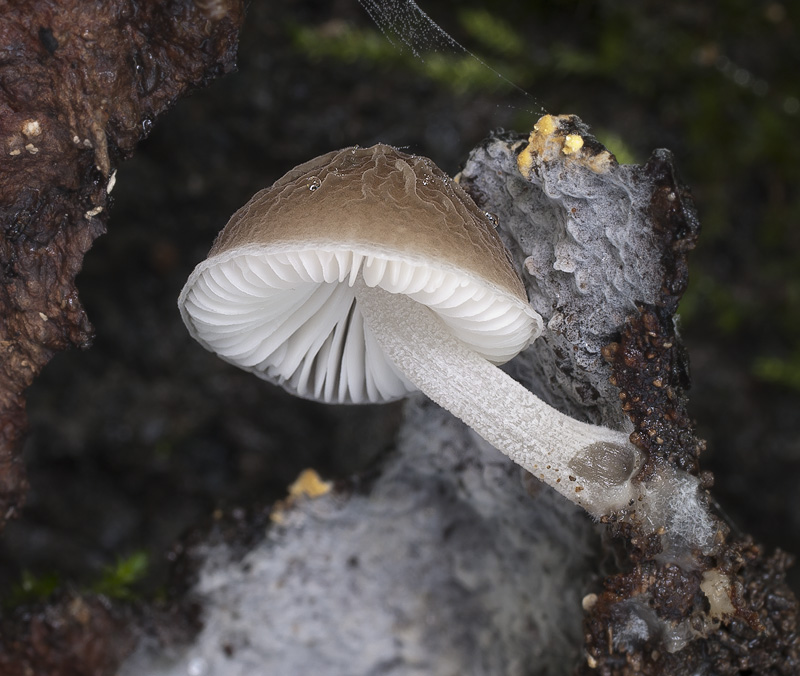 Pluteus thomsonii